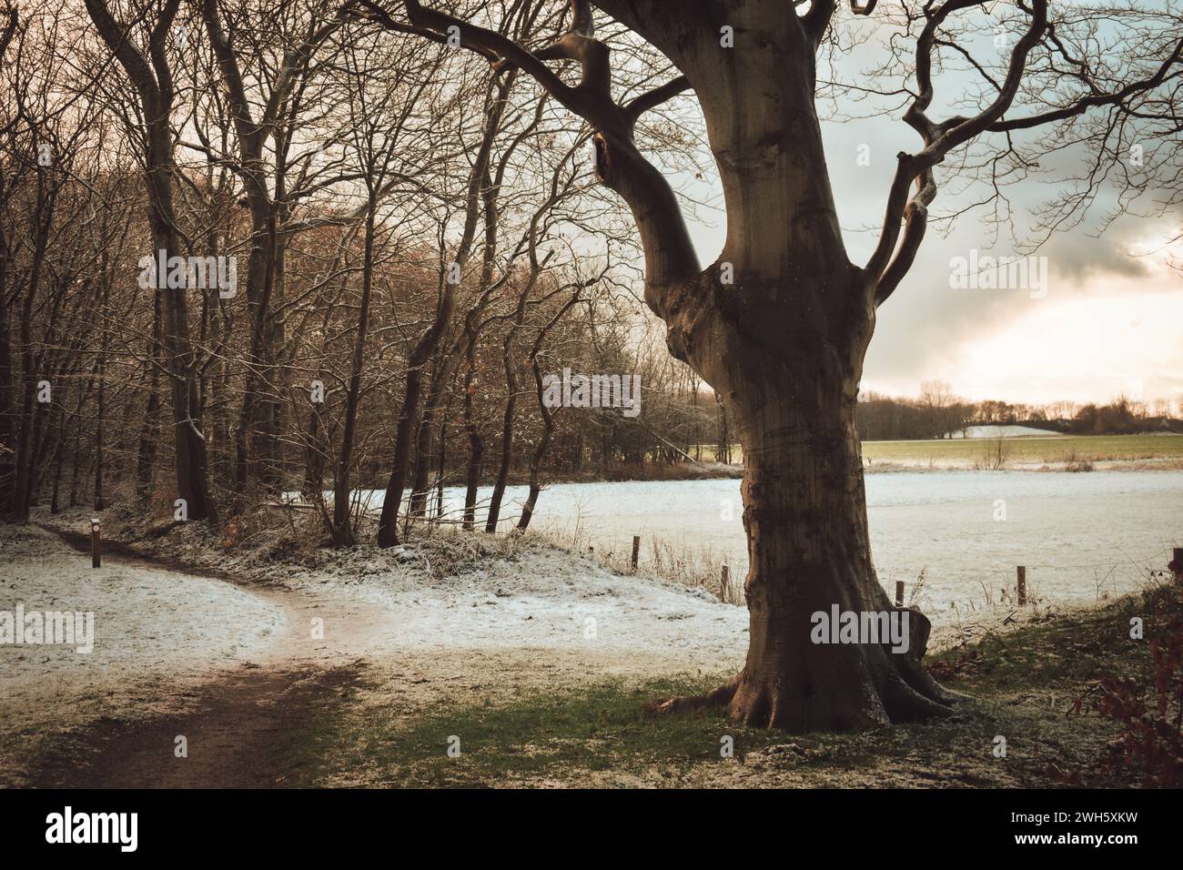 A pathway winding through a winter landscape, lined with leafless trees Stock Photo