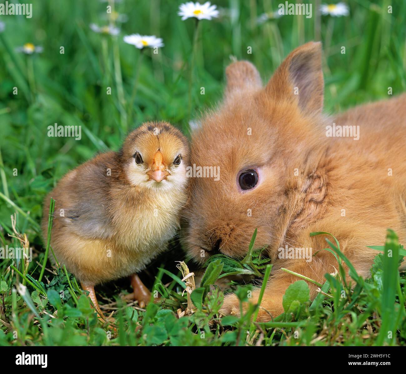 Female Rabbit Chicken Little Dwarf chicken hi-res stock photography and images - Alamy