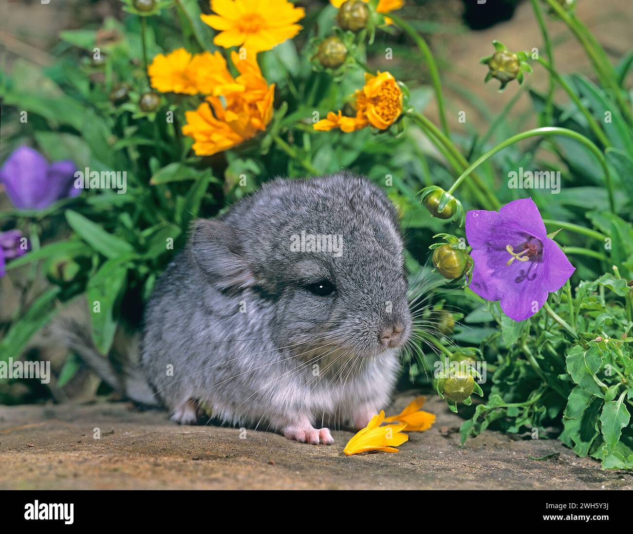 Chinchilla baby in garden in front of flowers. Chinchilla lanigera pet Stock Photo