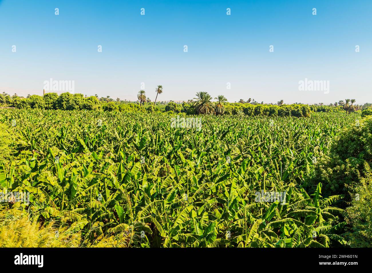 Banana plantations in Egypt in the Nile River Valley. Esna, Egypt – October 20, 2023 Stock Photo