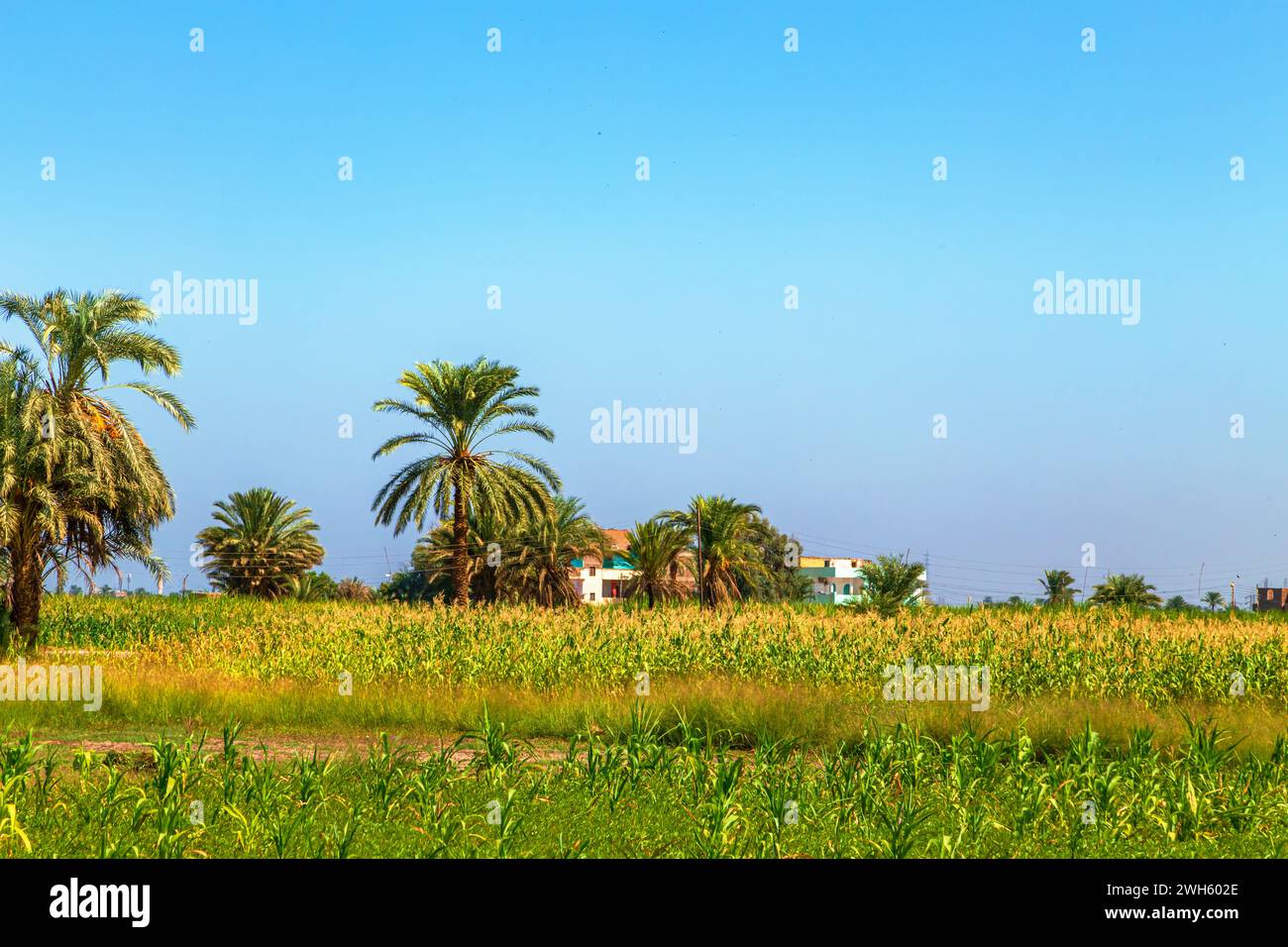 Cultivated fields on the Nile River. Landscape with palm trees and corn. Stock Photo