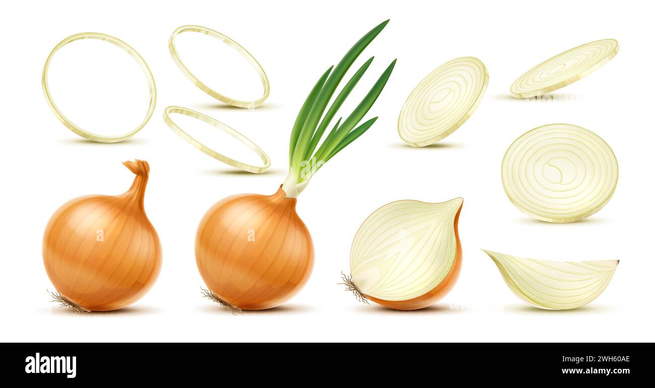 Onion bulb shoot Stock Vector Images - Alamy