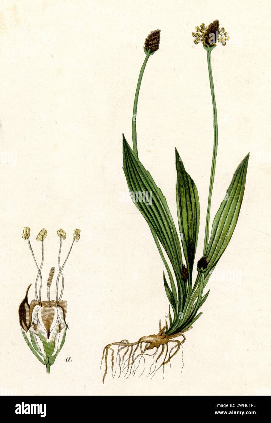 ribwort plantain, narrowleaf plantain, English plantain, ribleaf and lamb's tongue Plantago lanceolata,  (biology book, 1884), Spitzwegerich Stock Photo