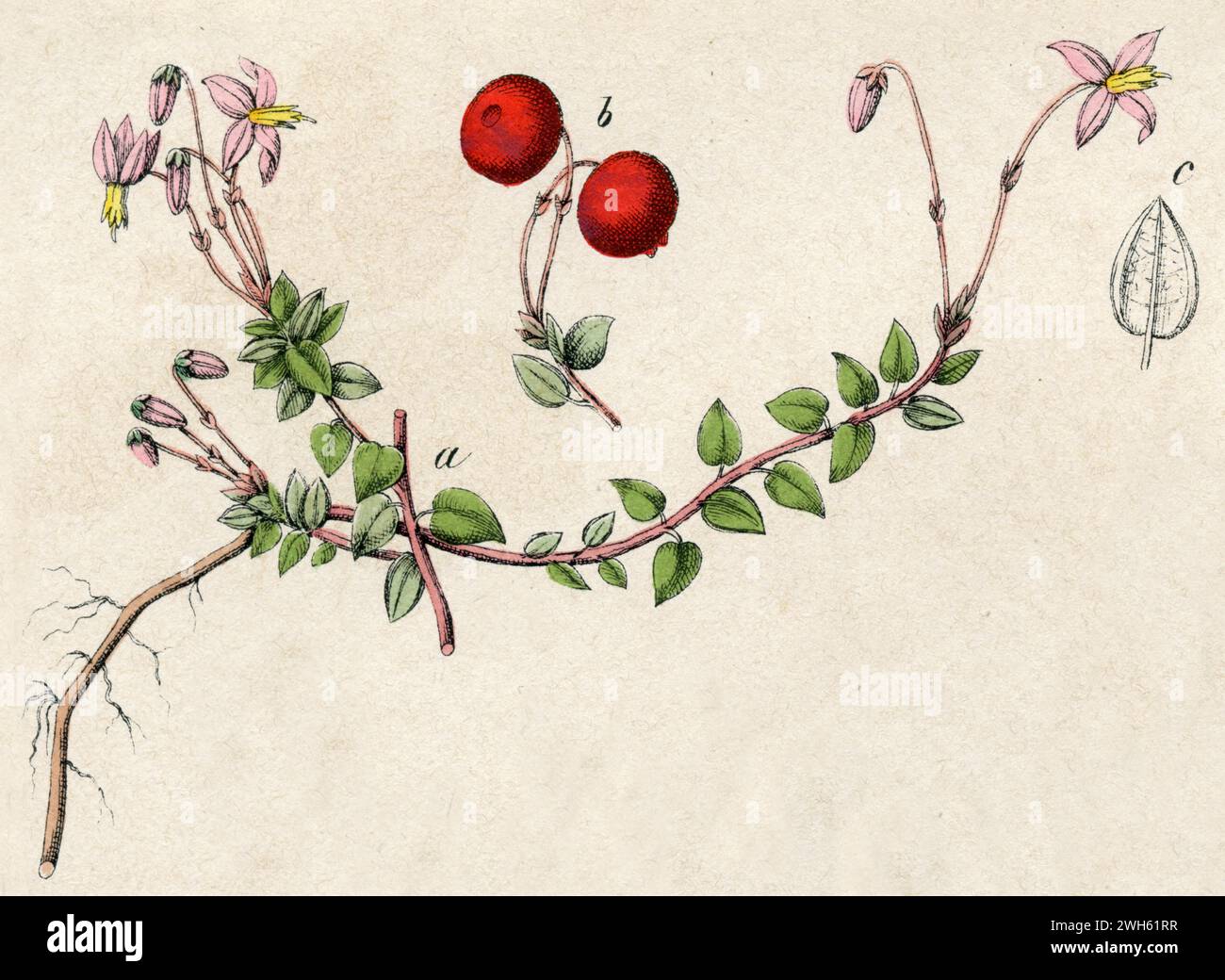 その他 Arabia Botanica 41 Vaccinium oxycoccos Vaccinium oxycoccos - Wikipedia