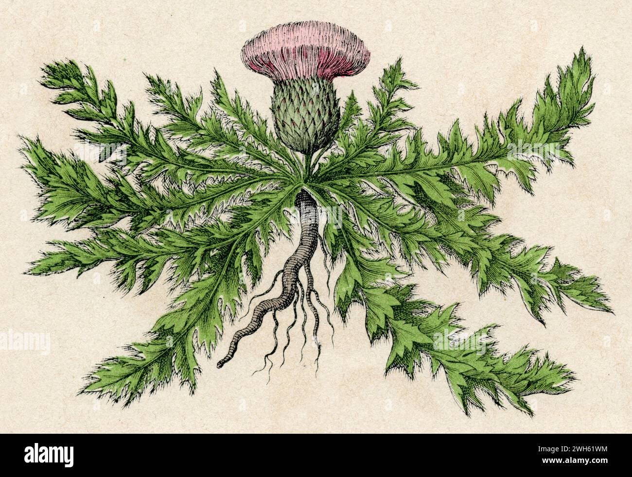 dwarf thistle Cirsium acaule, (botany book, 1879), Stängellose ...