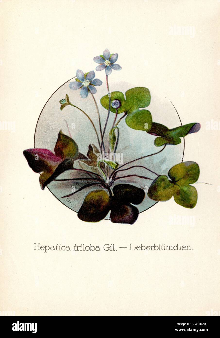 liverwort Hepatica nobilis,  (botany book, 1922), Leberblümchen Stock Photo