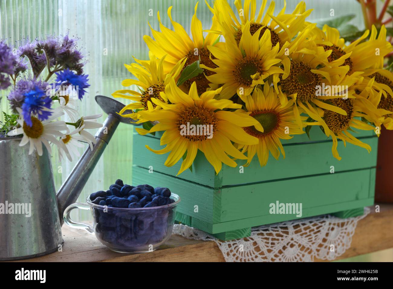 Beautiful still life with sunflowers and blue berry in the garden. Romantic greeting card for birthday, Valentines, Mothers Day concept. Summer countr Stock Photo