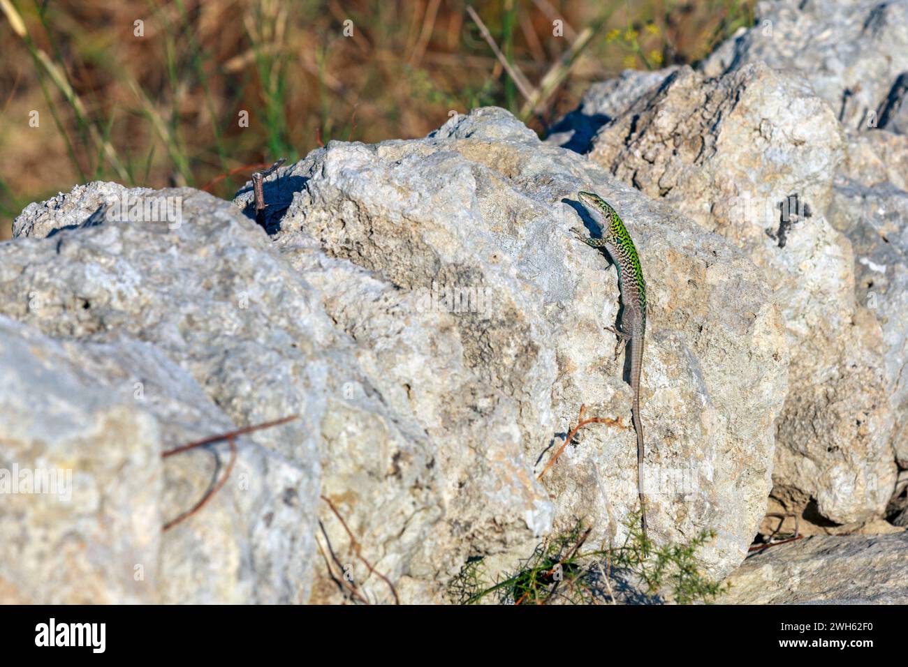 A lizard on a stone wall Stock Photo