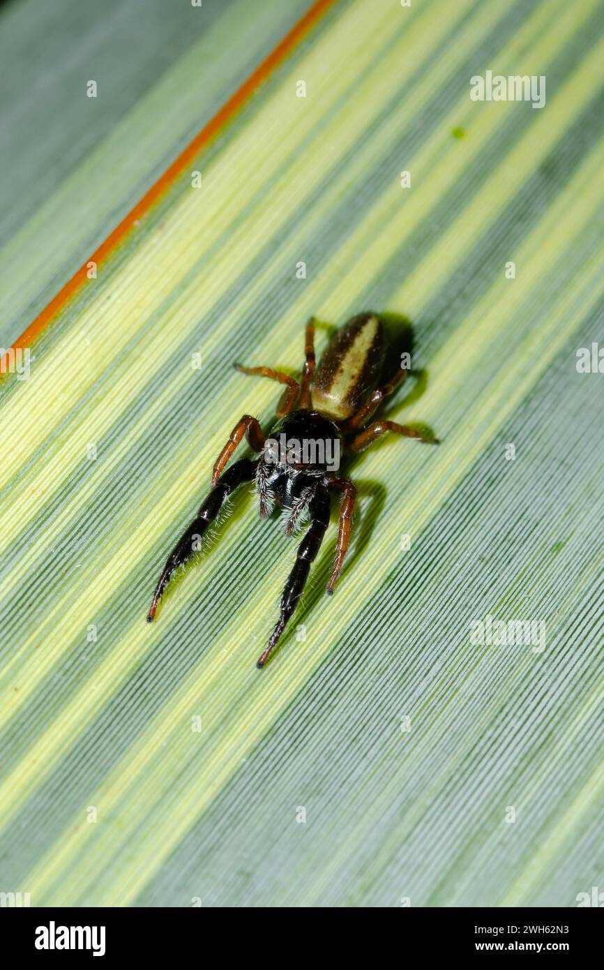 Black-headed Jumping Spider, Trite planiceps, endemic to New Zealand, on Flax leaf, Phormium sp, also endemic, Nelson, South Island, New Zealand Stock Photo
