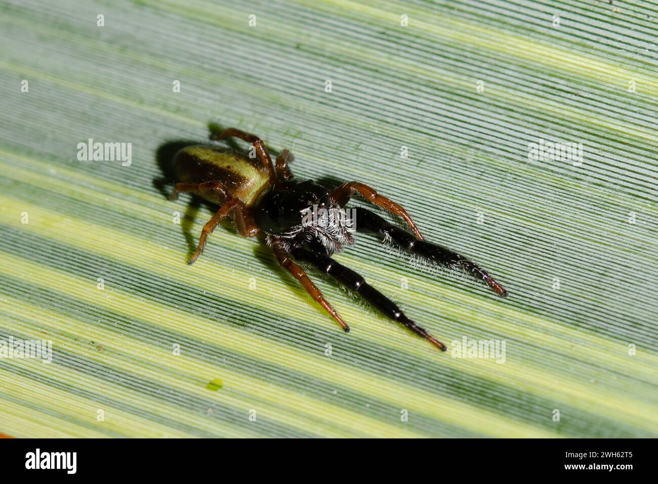 Black-headed Jumping Spider, Trite planiceps, endemic to New Zealand, on Flax leaf, Phormium sp, also endemic, Nelson, South Island, New Zealand Stock Photo