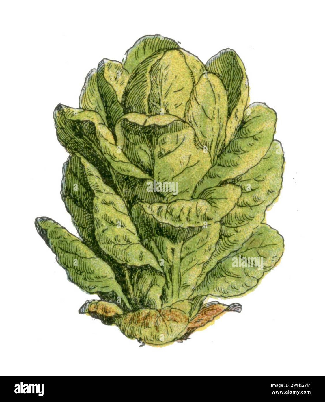 lettuce, variety: Romaine Lactuca sativa, Millot, Adolphe (1857-1921) (encyclopedia, 1910), Gartensalat, Sorte: Romaine Stock Photo