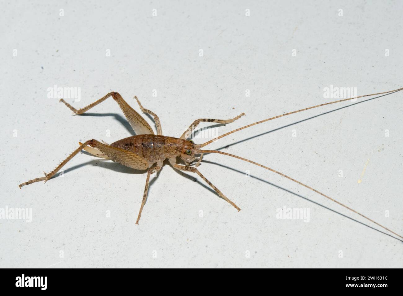Cave Weta, Isoplectron sp, endemic to New Zealand, Nelson, South Island, New Zealand Stock Photo