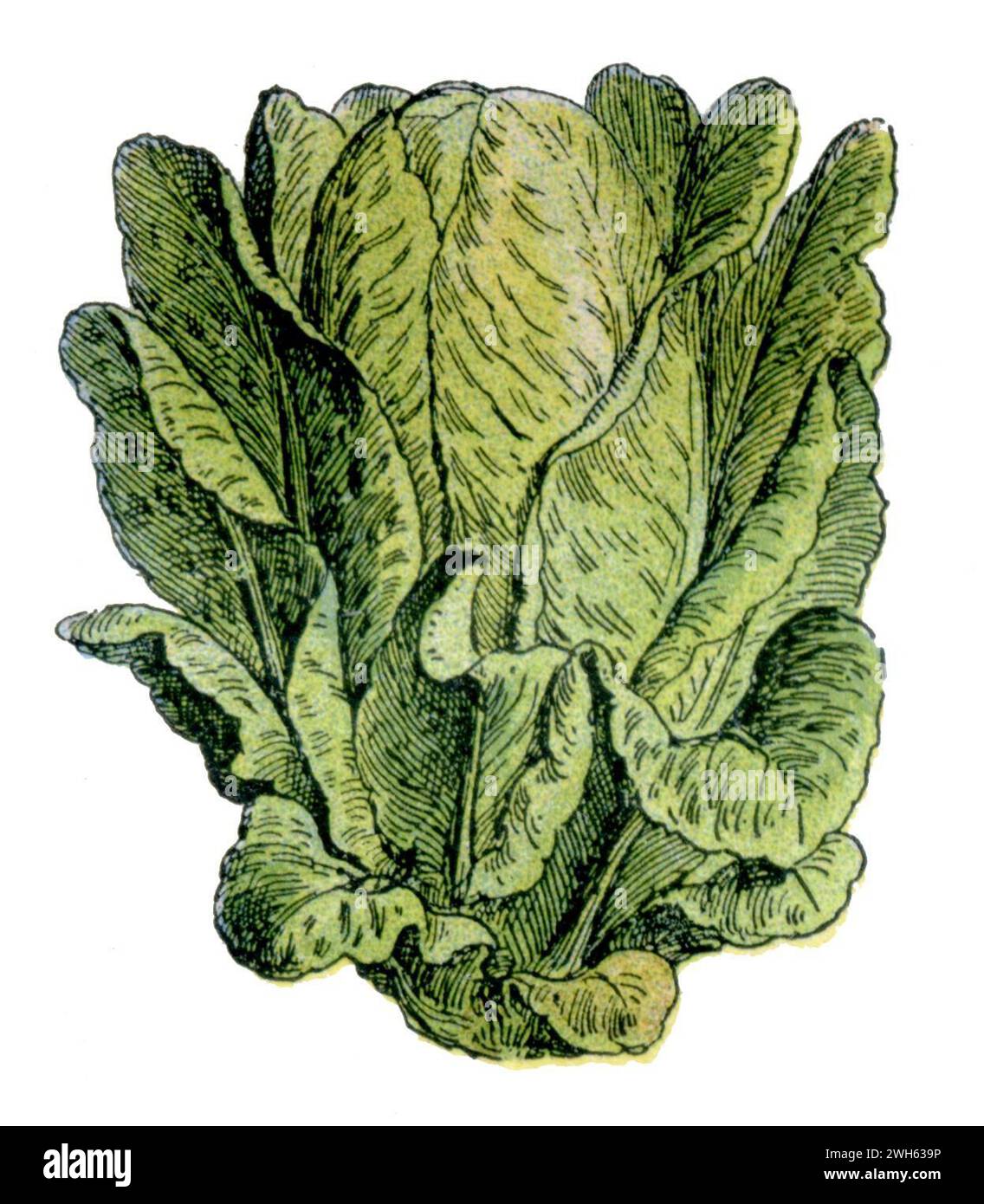 lettuce, variety: Romaine Lactuca sativa, Millot, Adolphe (1857-1921) u. H (, 1904), Gartensalat, Sorte: Romaine Stock Photo