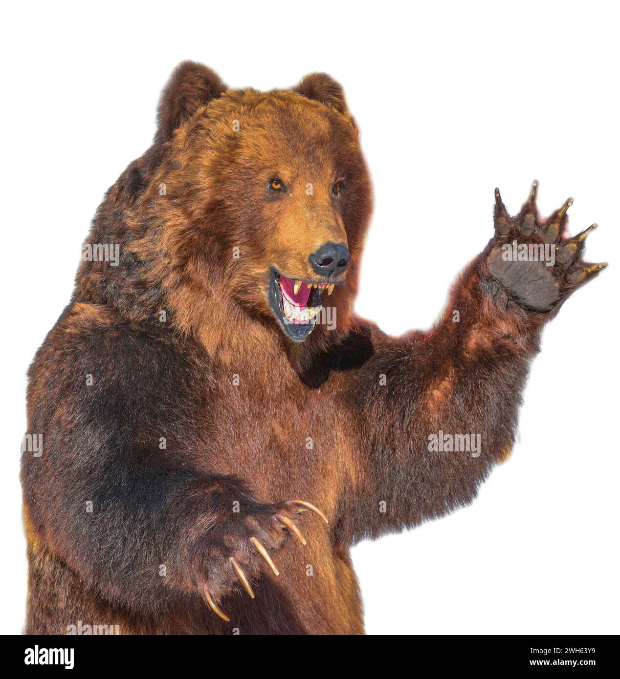 The Taxidermy of a Kamchatka brown bear isolated on white background ...