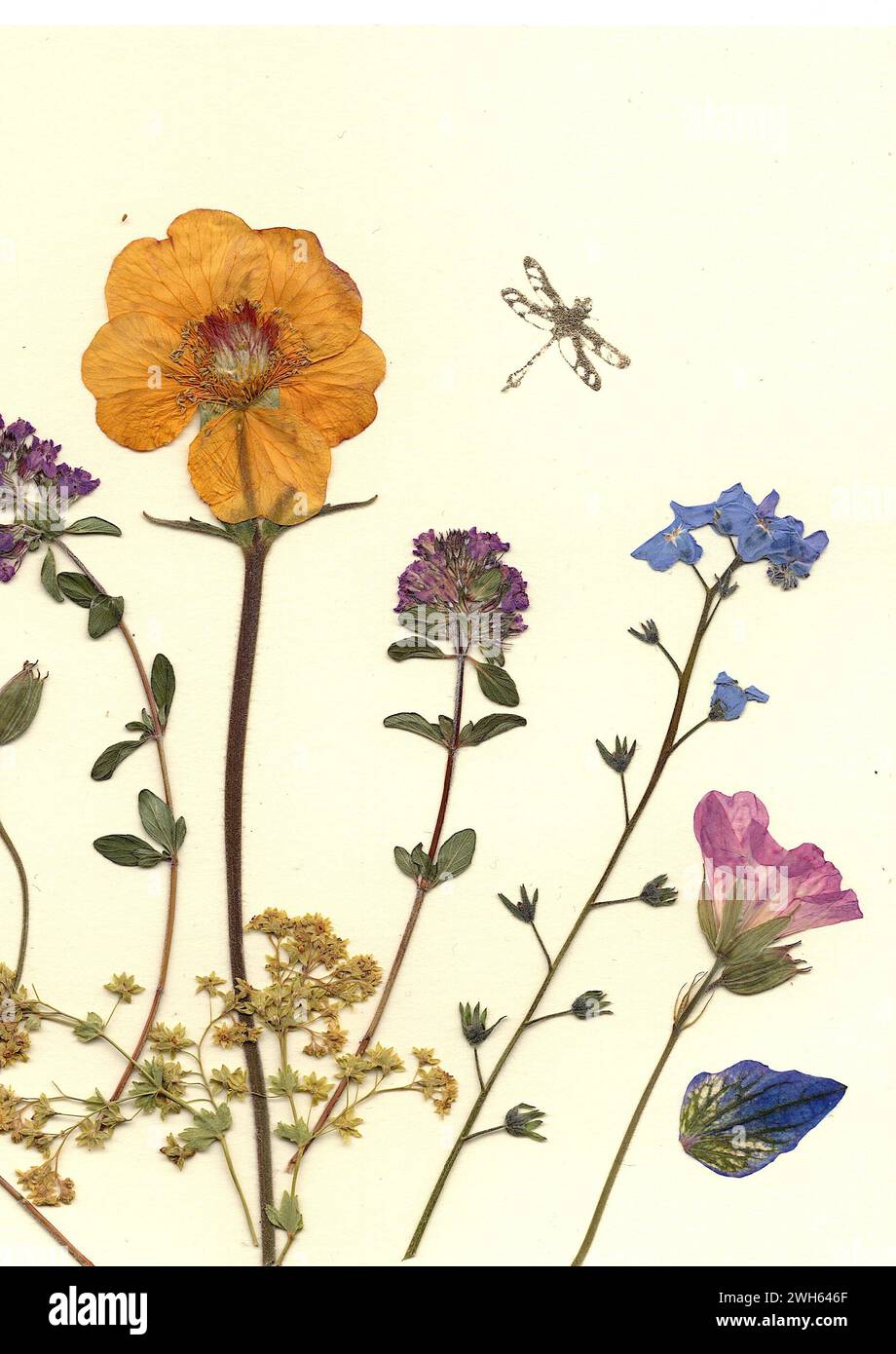 Pressed flowers cards hi-res stock photography and images - Alamy