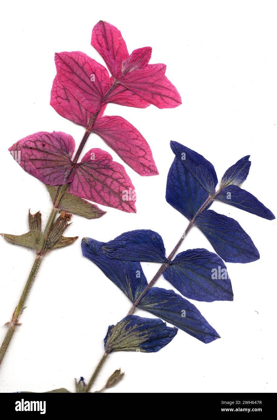 Pressed flowers victorian hi-res stock photography and images - Alamy