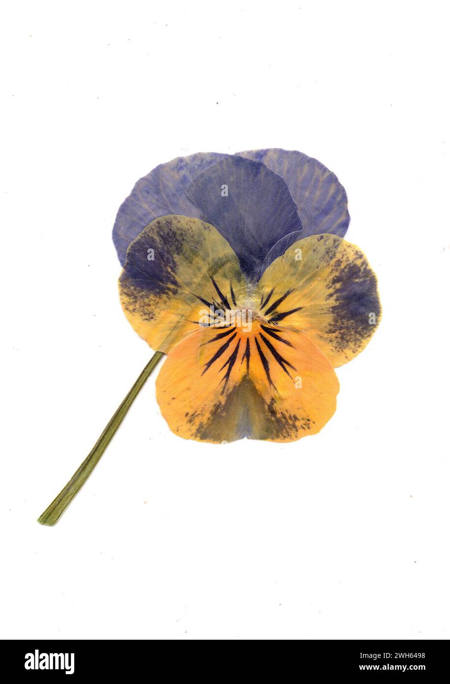A pressed pansy flower on a white background. Stock Photo