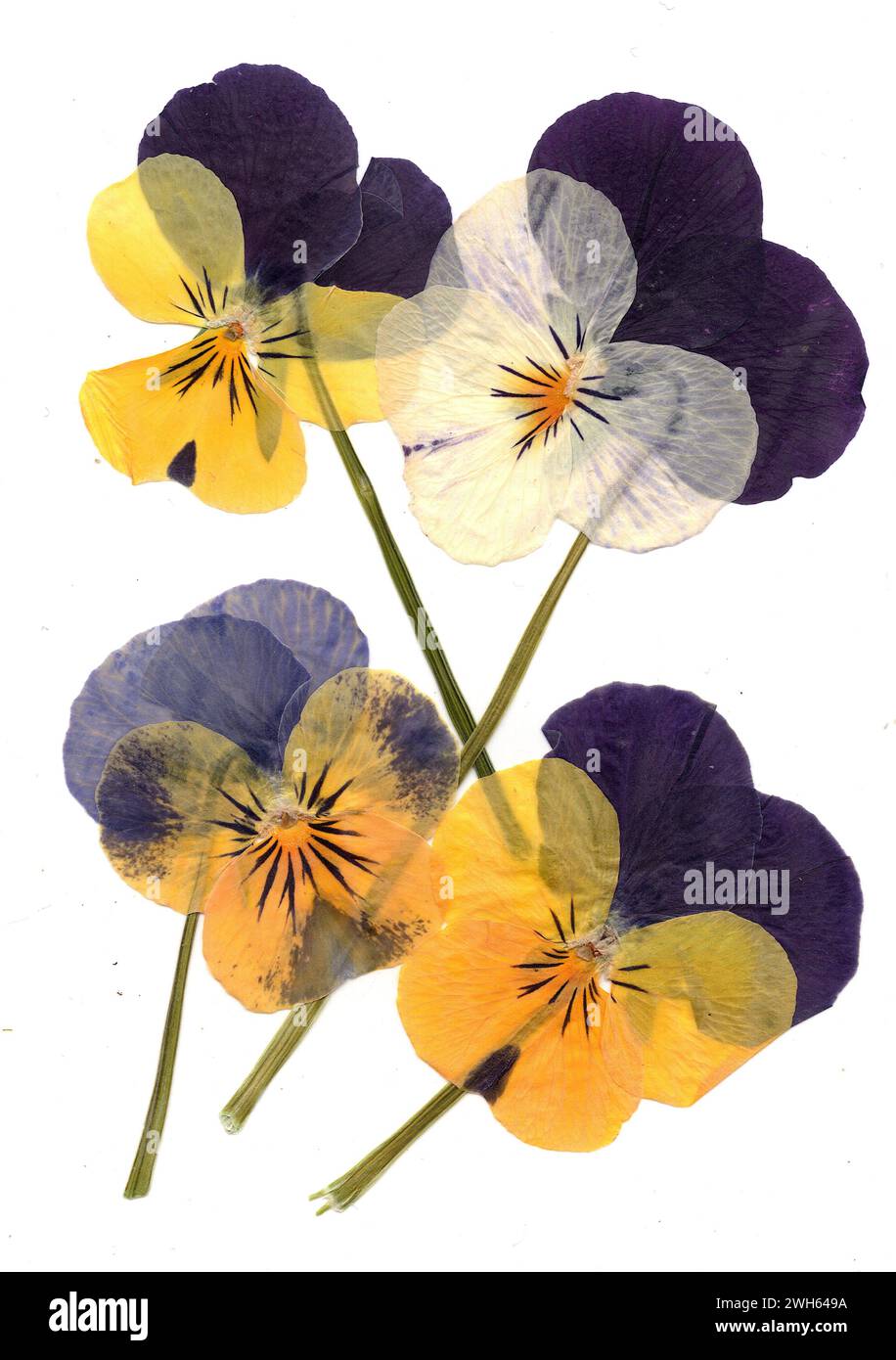 Pressed flowers victorian hi-res stock photography and images - Alamy