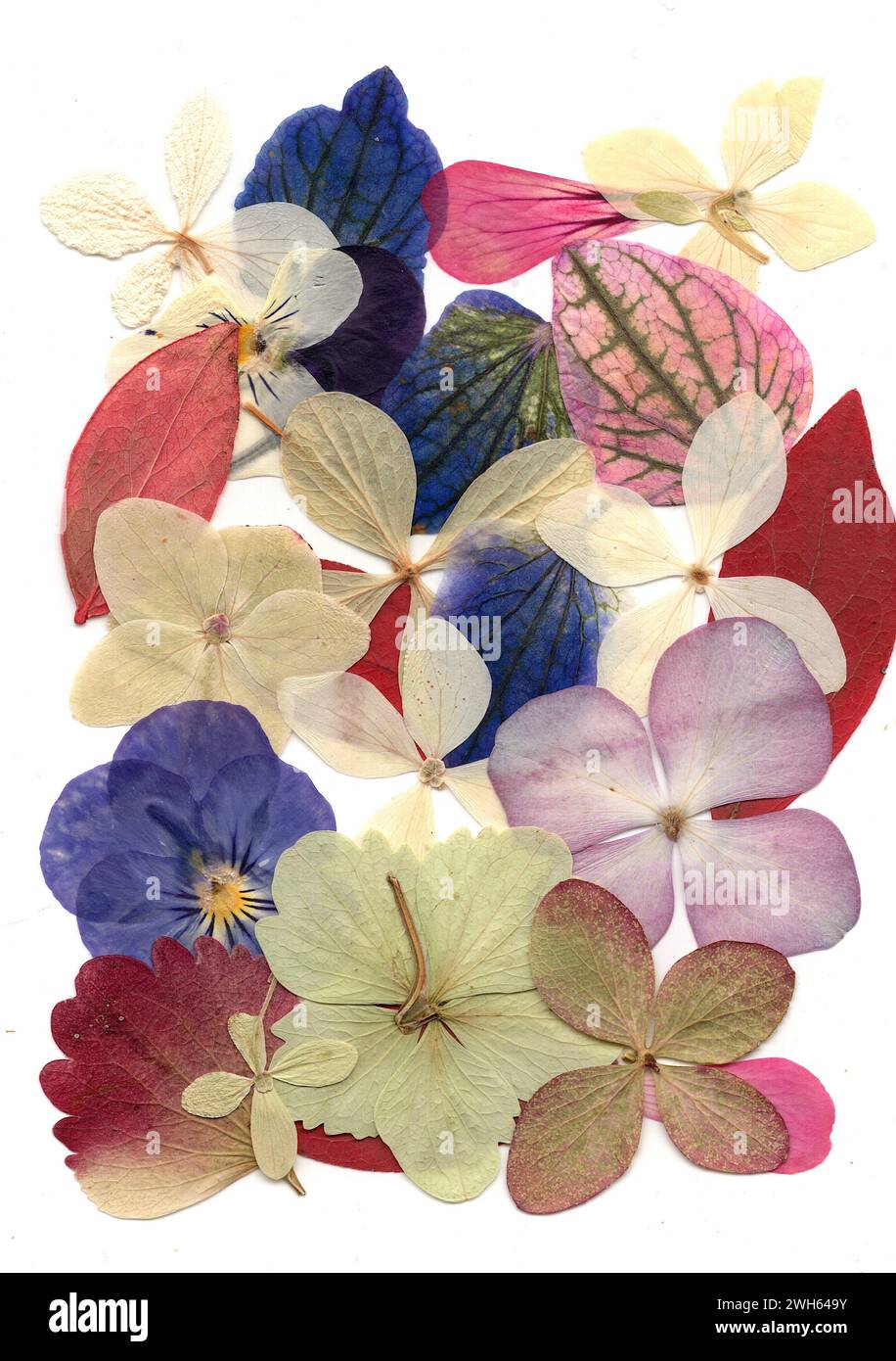 Pressed flowers cards hi-res stock photography and images - Alamy