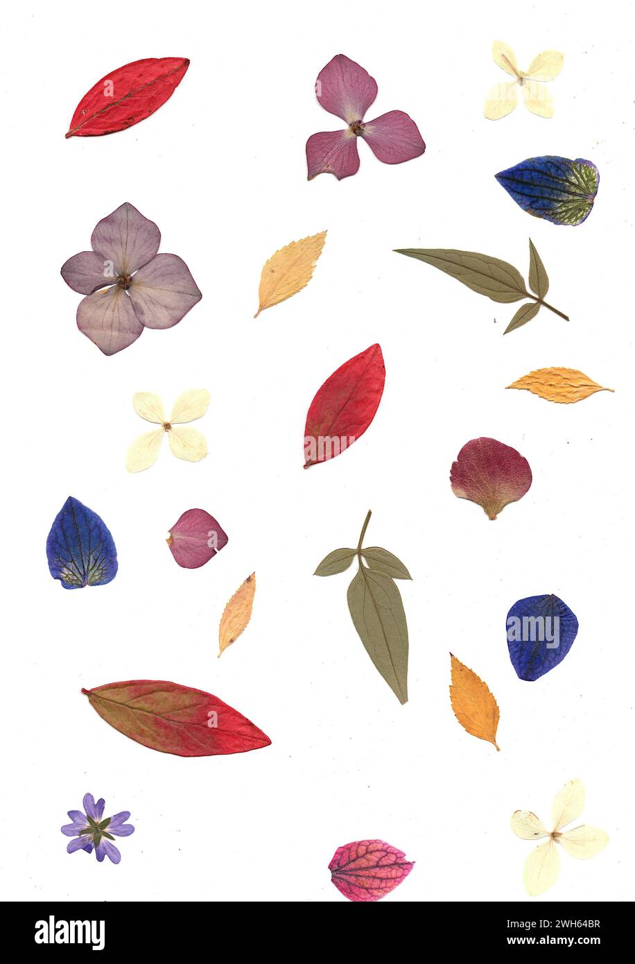 Pressed flowers victorian hi-res stock photography and images - Alamy