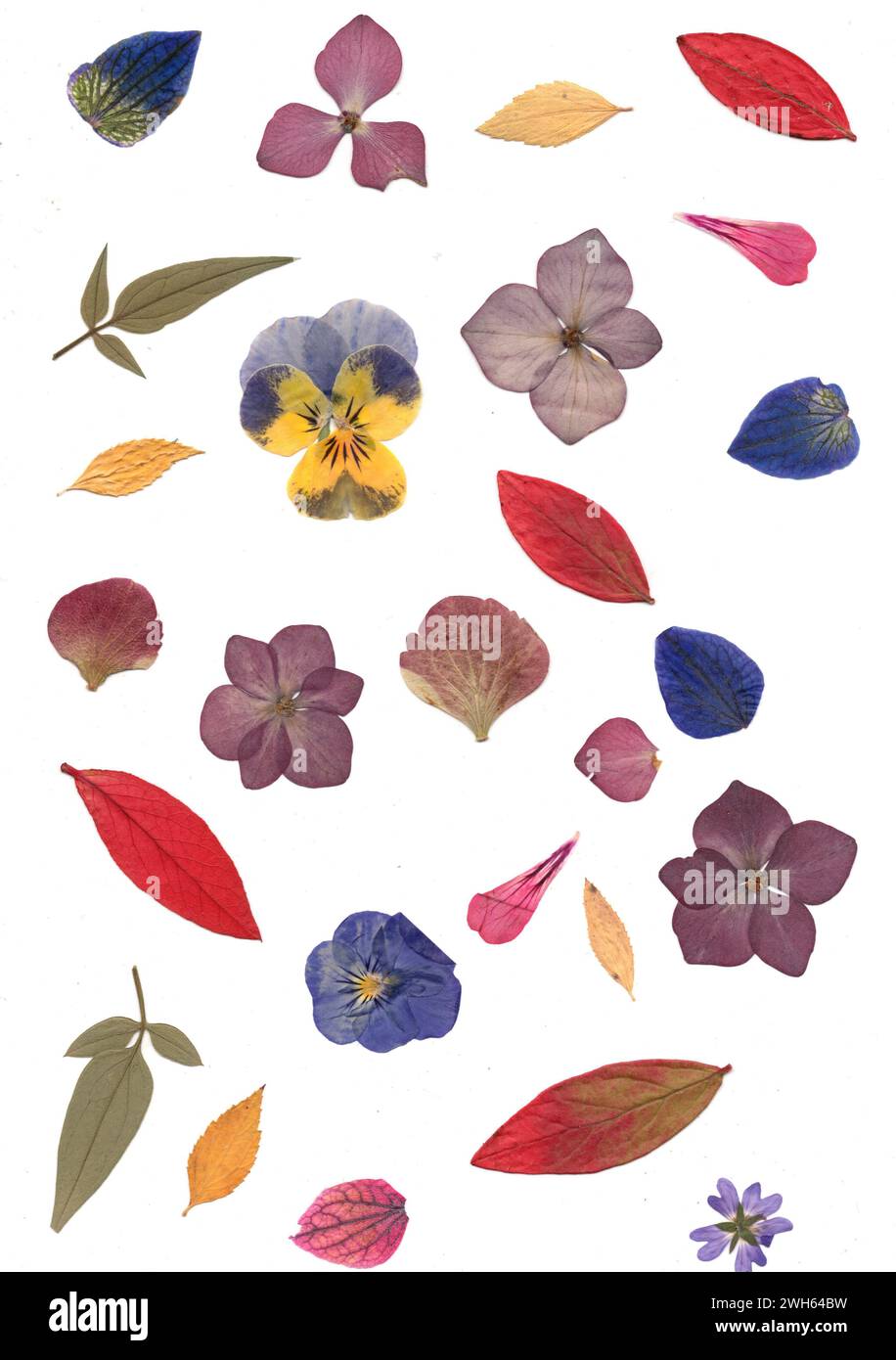 Pressed flowers victorian hi-res stock photography and images - Alamy