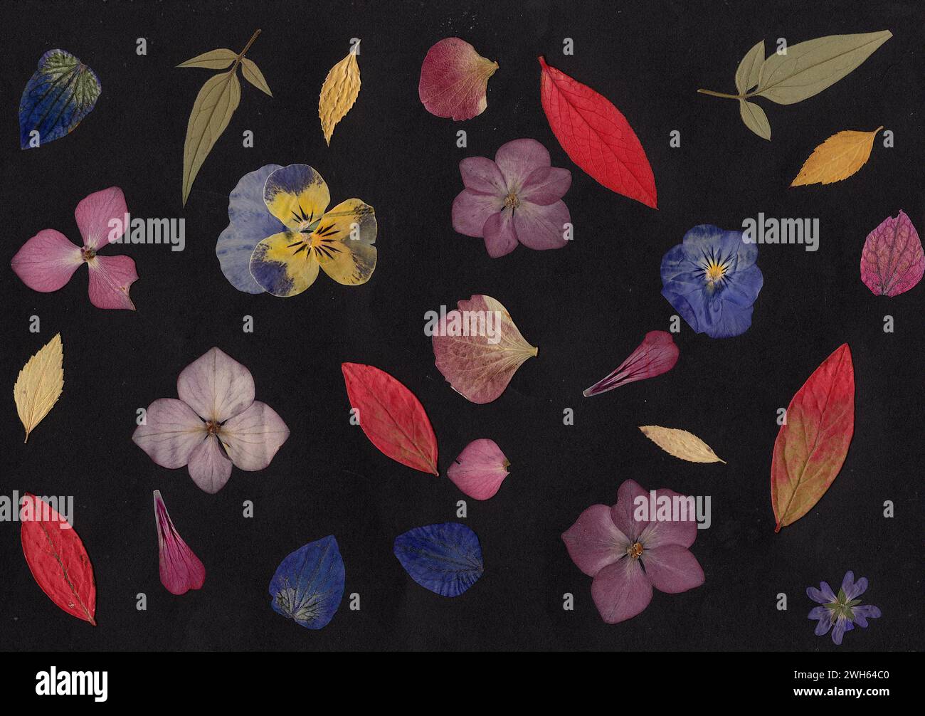 Pressed summer flowers and leaves on a black background Stock Photo - Alamy