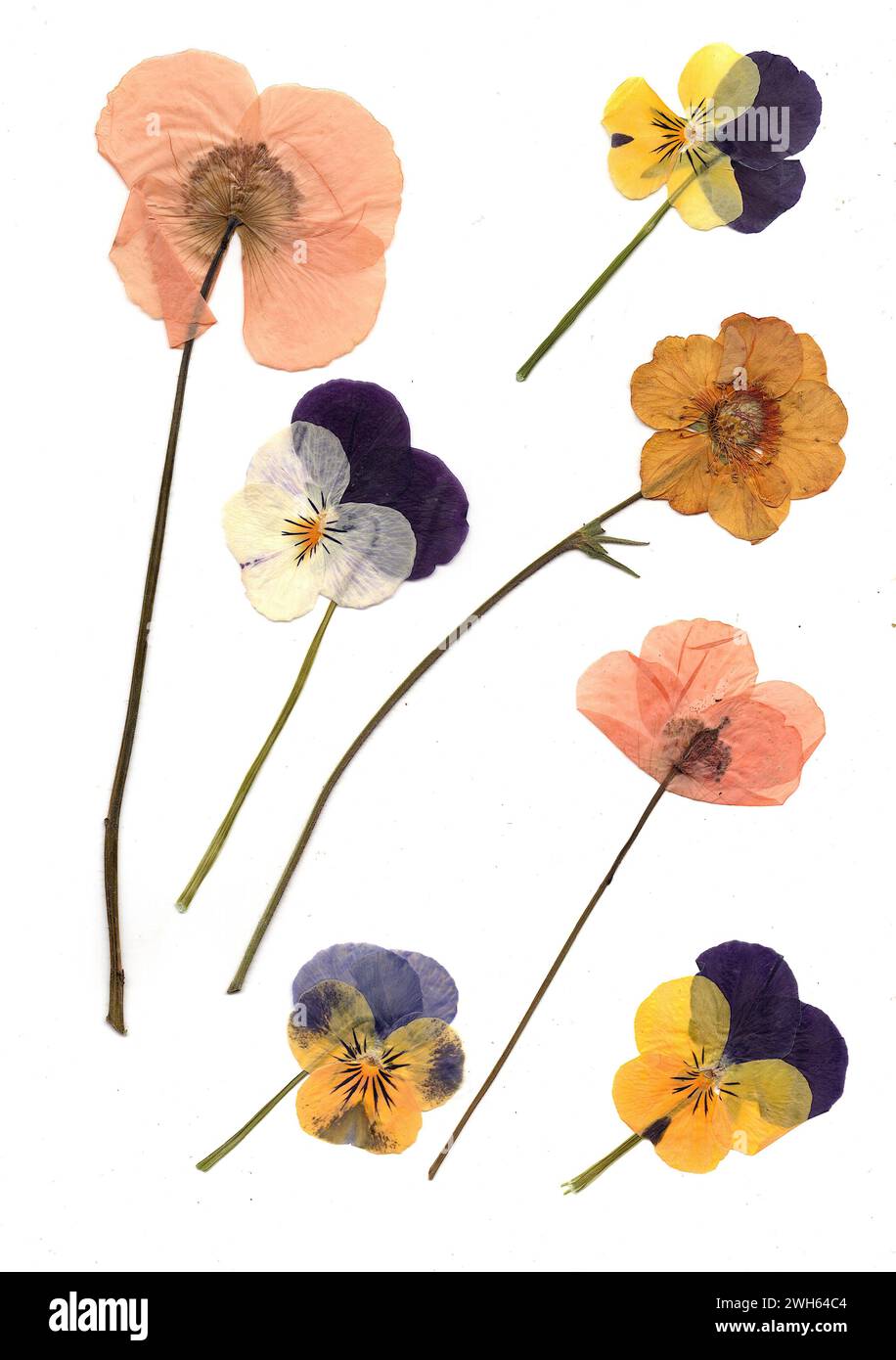 Pressed summer flowers on a white background. Stock Photo