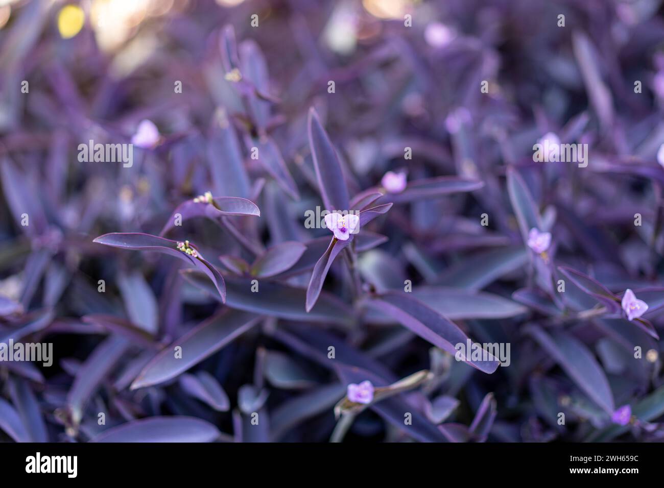 Setcreasea purple heart. Beautiful purple vegetation background. Stock Photo