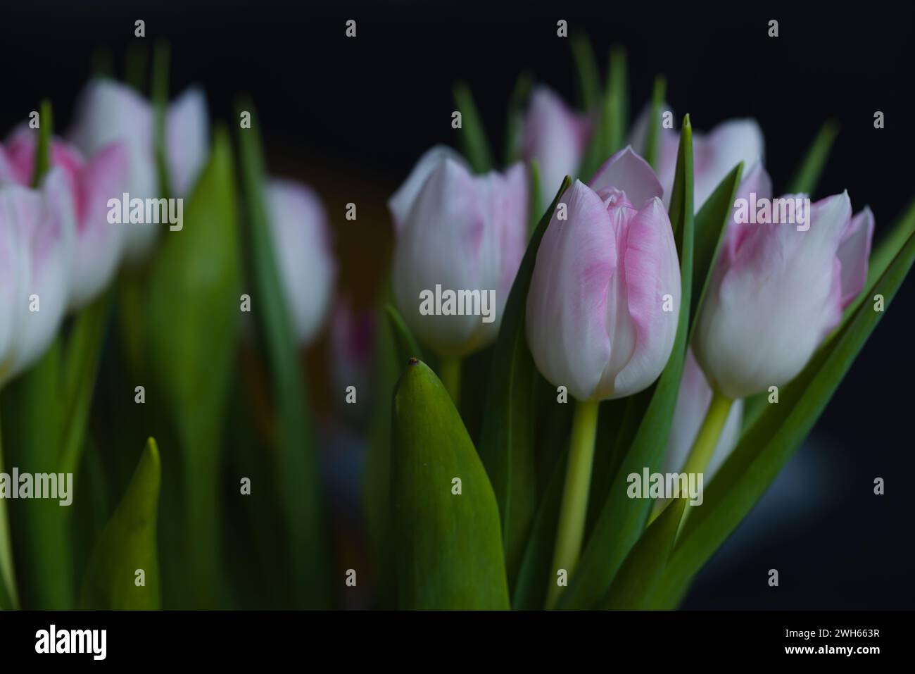 Beautiful arrangement of fresh white-pink tulips in a vase. Photo with shallow depth of field, creating a blurred background. Stock Photo