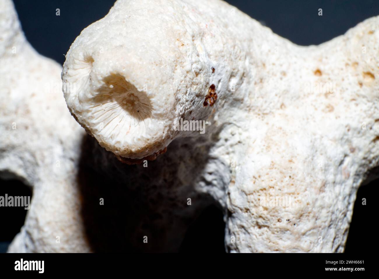 A stunning macro photo revealing the intricate beauty and organic structure of a white coral, showcasing the wonders of underwater life Stock Photo