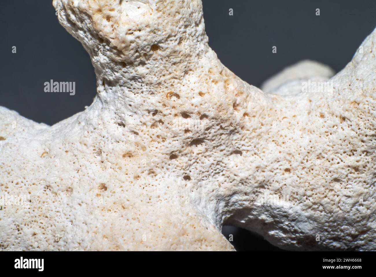 A stunning macro photo revealing the intricate beauty and organic structure of a white coral, showcasing the wonders of underwater life Stock Photo