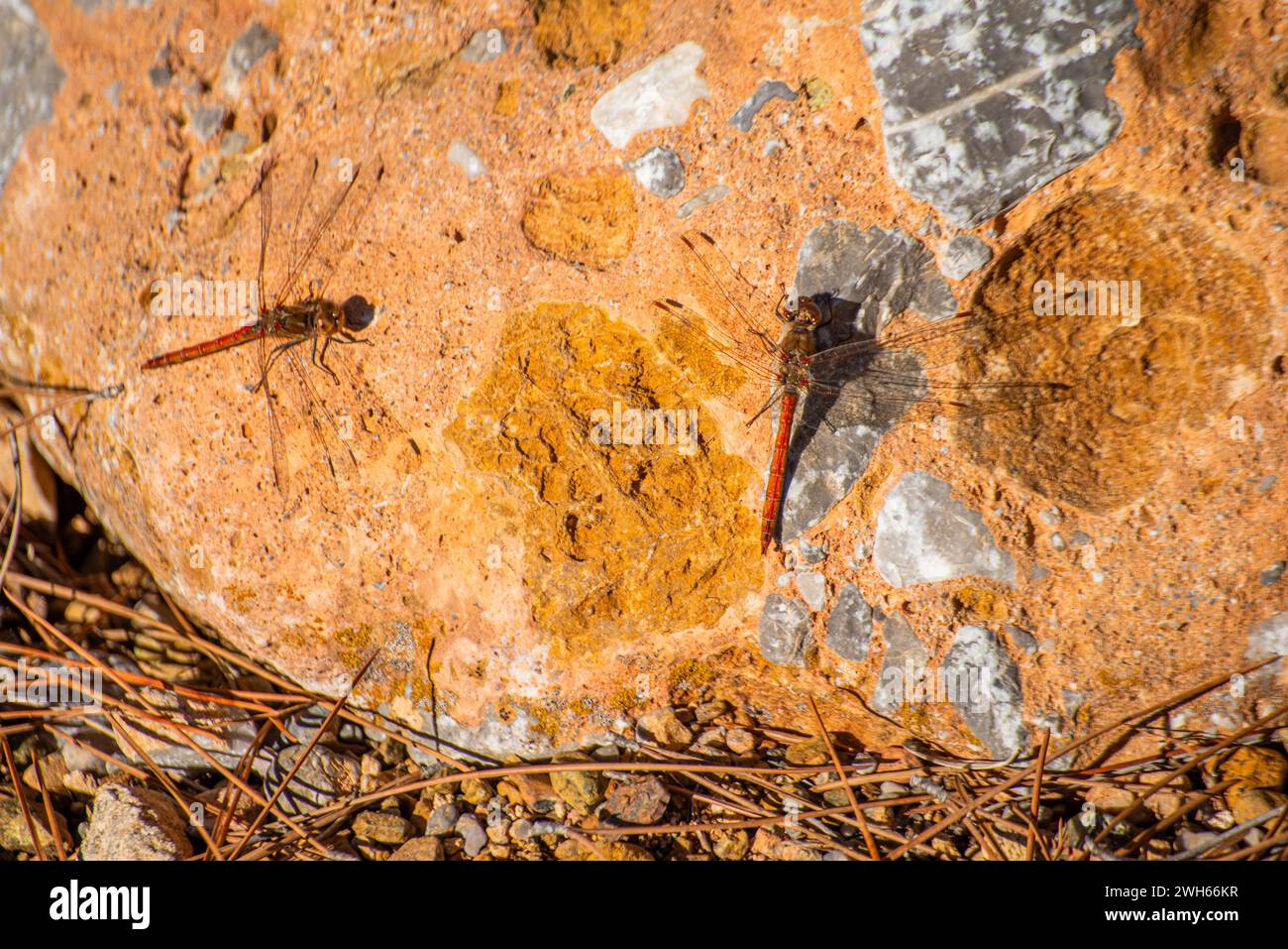 A dragonfly gracefully perched on a sunlit rock, embodying the delicate balance of nature and bringing a moment of tranquility. Stock Photo