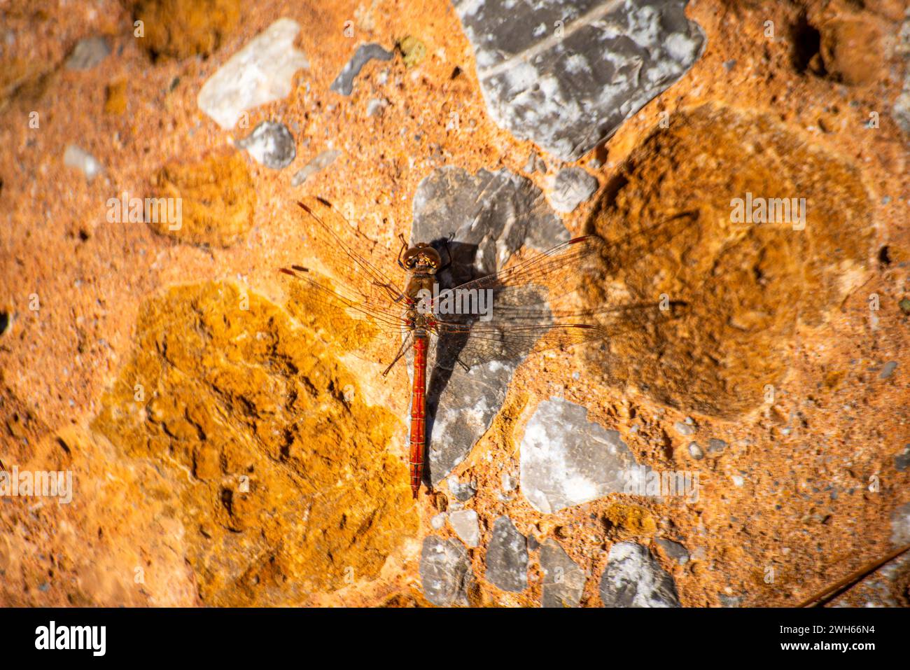 A dragonfly gracefully perched on a sunlit rock, embodying the delicate balance of nature and bringing a moment of tranquility. Stock Photo