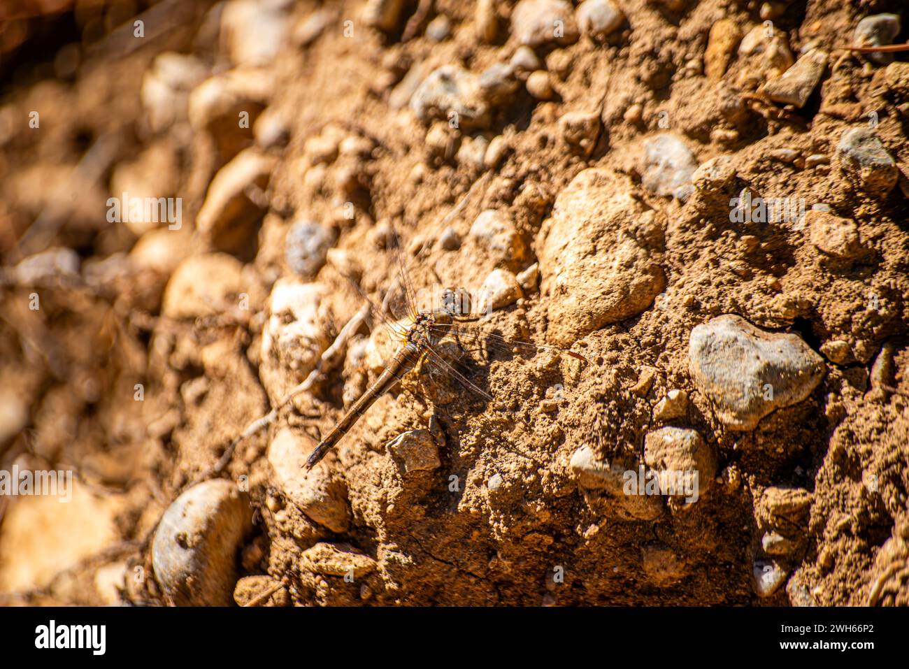 A dragonfly gracefully perched on a sunlit rock, embodying the delicate balance of nature and bringing a moment of tranquility. Stock Photo