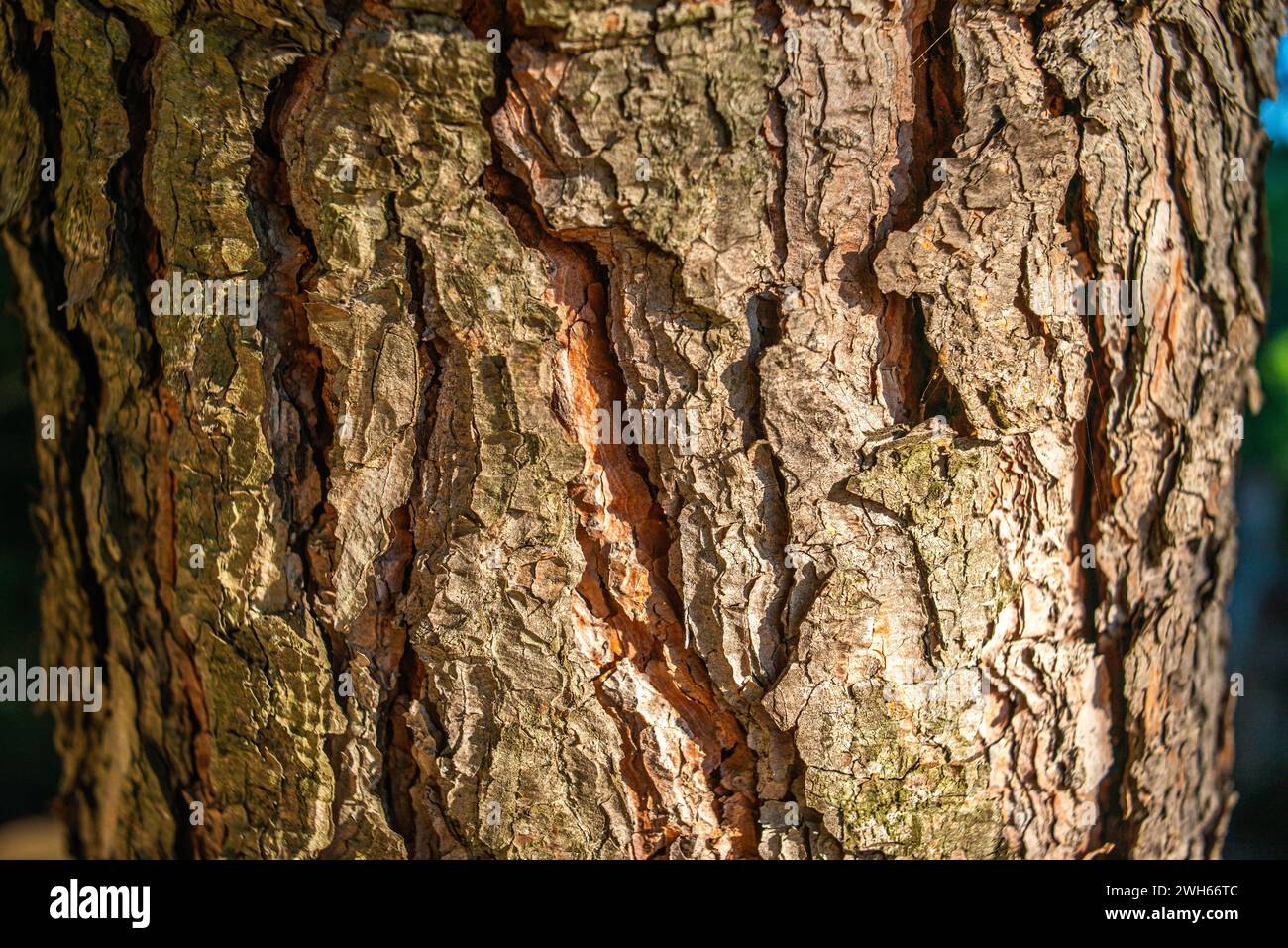 A close-up unveils the intricate texture and details of a tree trunk, showcasing the organic patterns and rough beauty of nature. Stock Photo