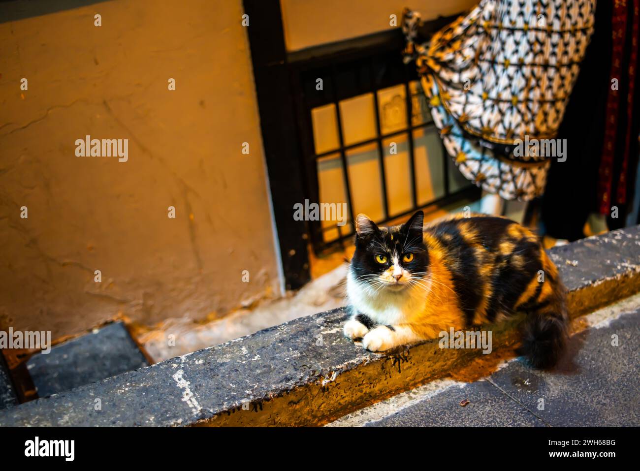 A charming stray cat roams Istanbul's streets, embodying urban independence and street life charm, with adorable curiosity in the city's charming alle Stock Photo