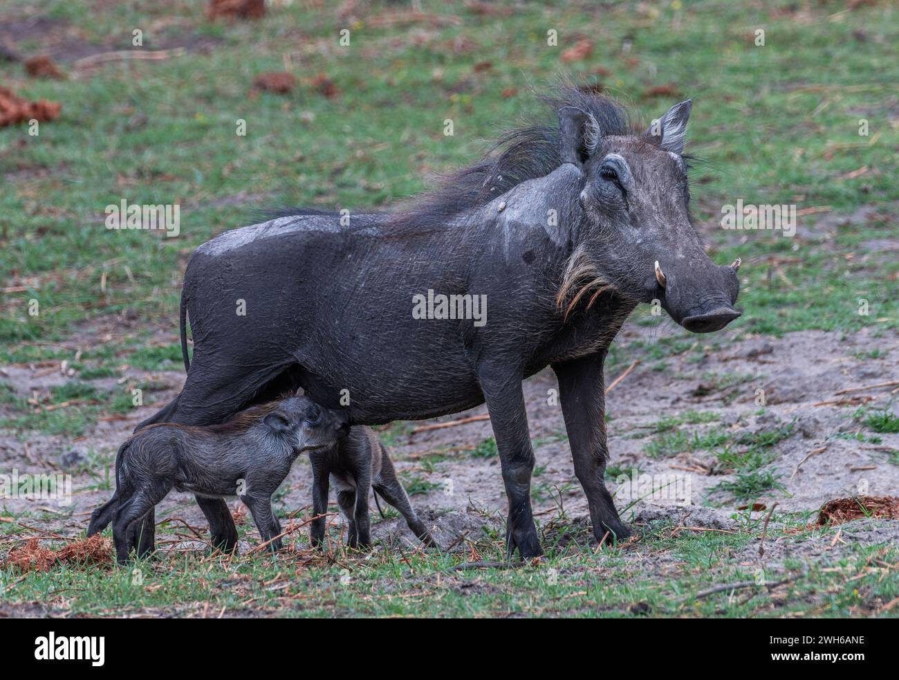 Warthog mother suckles her two piglets Stock Photo