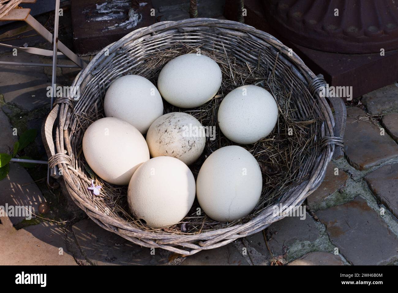 Group of seven fresh ostrich eggs put in a vintage wicker basket Stock Photo