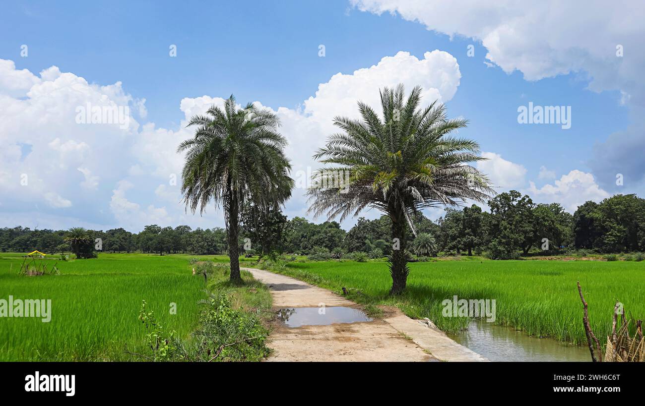 Roads Between the Rice Field Clouds in Background, Barsur, Bastar, Chhattisgarh, India. Stock Photo