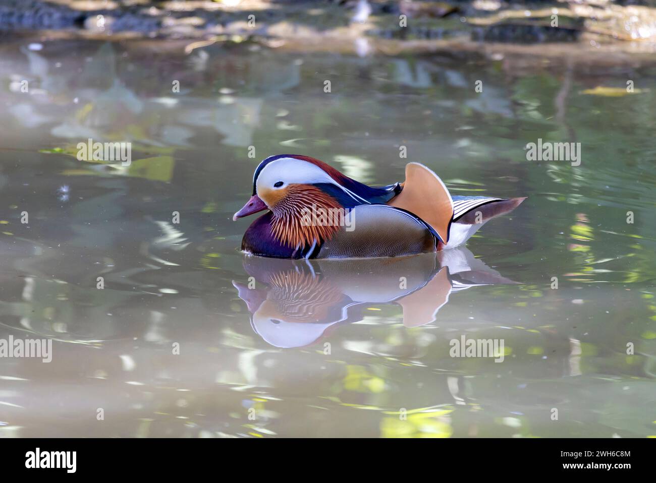 A beautiful mandarin duck male swimming on the water Stock Photo - Alamy
