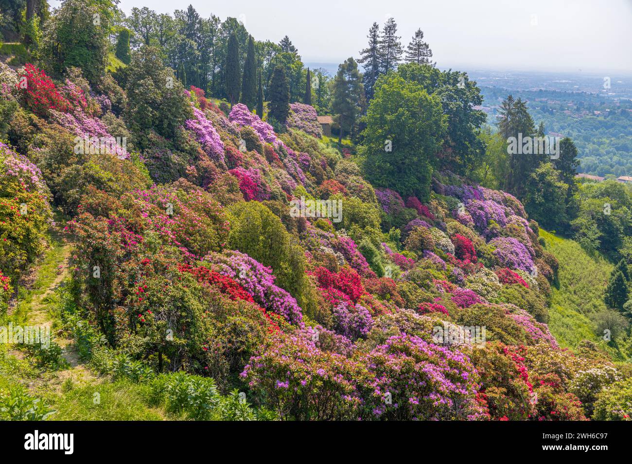 The rhododendron hill in the park of Burcina 'Felice Piacenza', province of Biella, Piedmont, Italy Stock Photo
