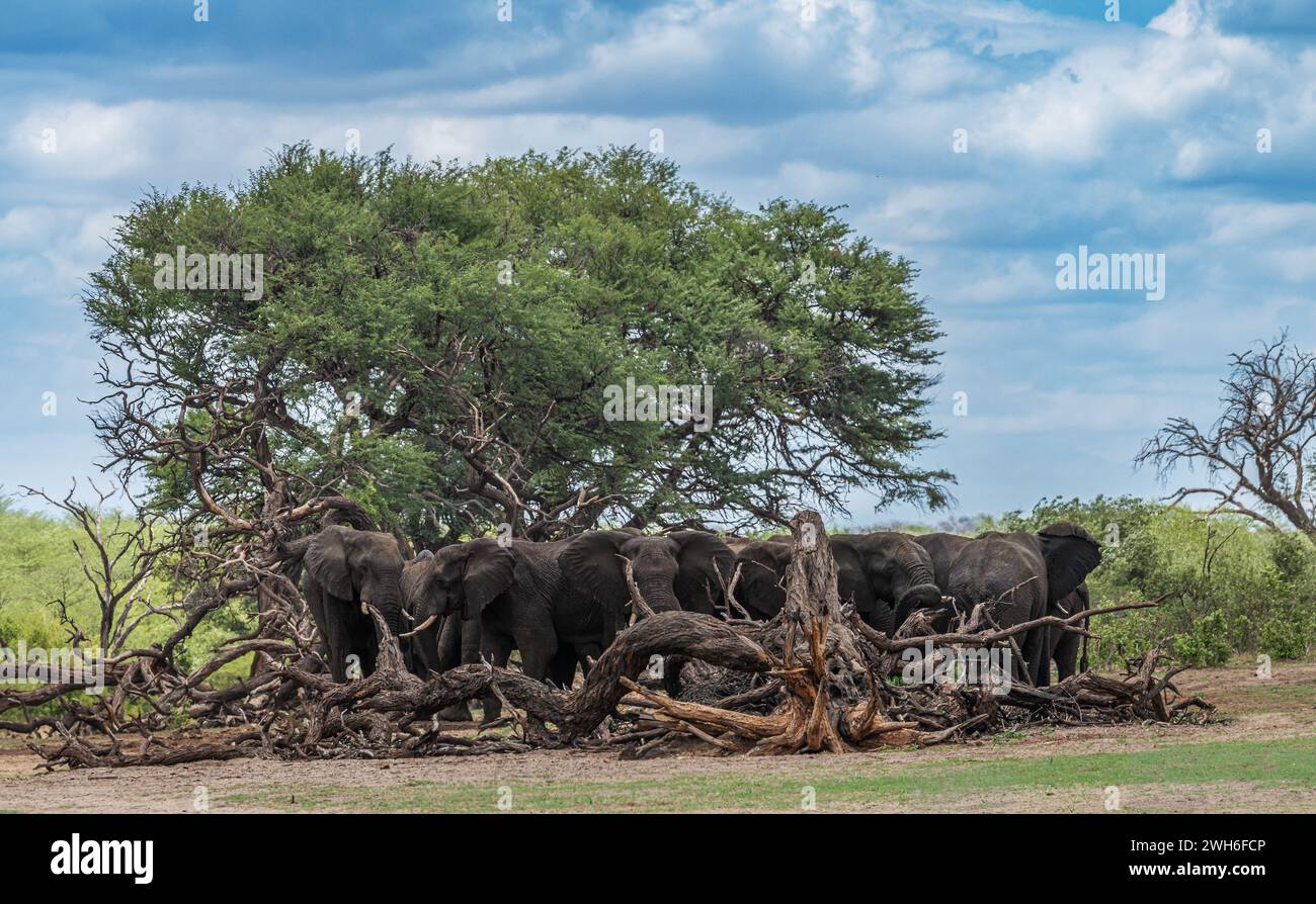 Elephants in Bwabwata National Park, Caprivi, Namibia Stock Photo