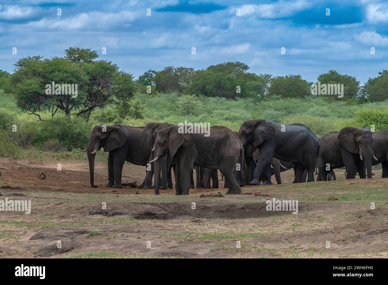 Elephants in Bwabwata National Park, Caprivi, Namibia Stock Photo