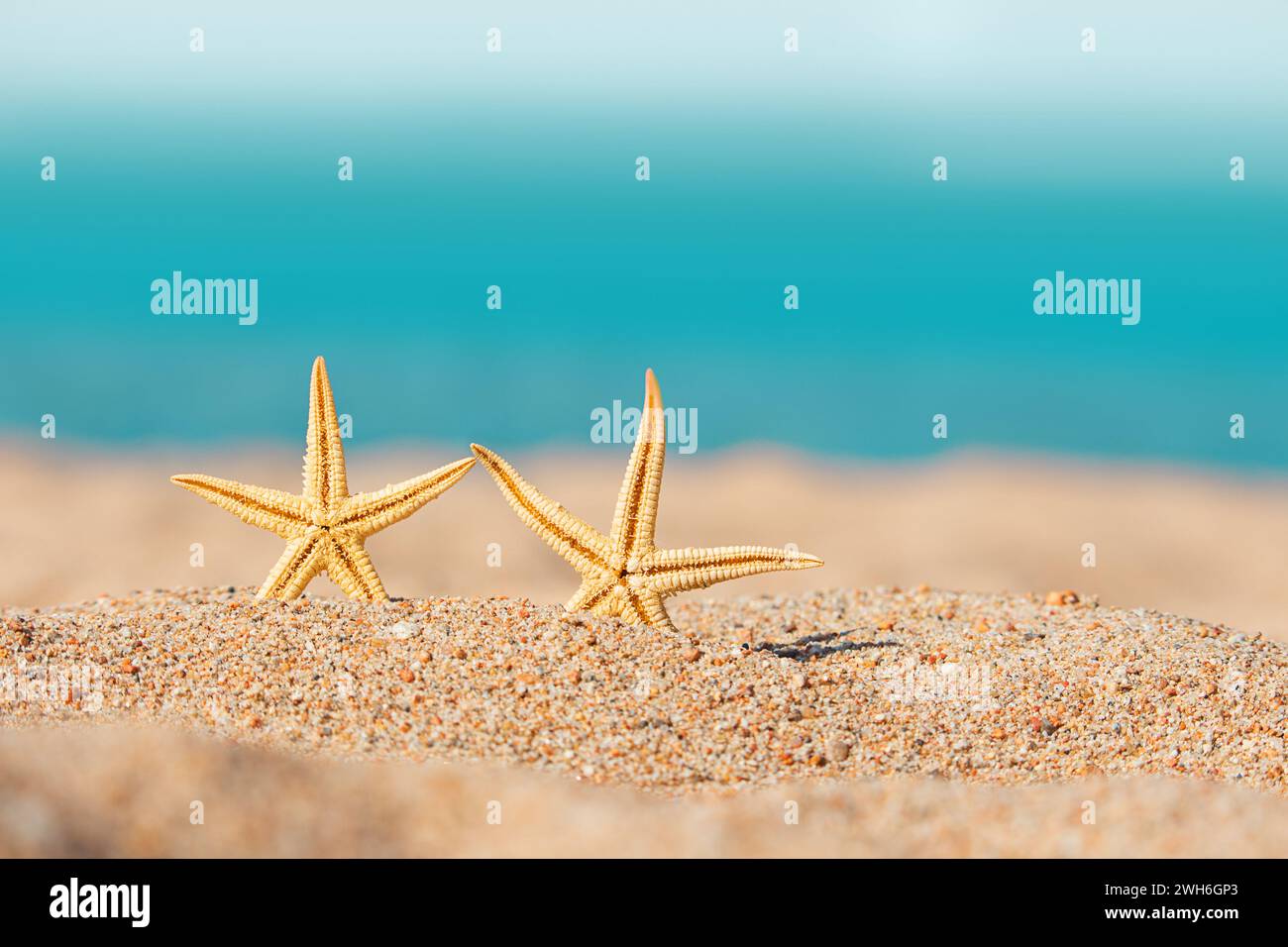 Two orange starfish on summer sandy beach with blurred sea background. Vacations, travel, relaxation. Copy space Stock Photo