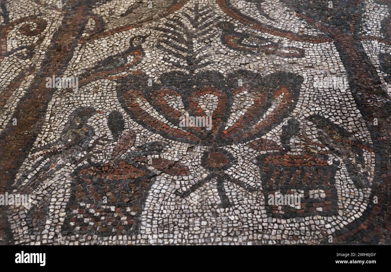 Floor mosaic from the Basilica of  St. Sophia in Sofia, Bulgaria. It was located in the apse of the first ecclesiastical building on the site of the basilica. First quarter of the 4th century AD. Symbolic depiction of the Christian Paradise. Two cypresses on both sides, intertwined with vine branches (rinceaux). The doves represent the souls of believers. Made of stone and coloured glass tesserae using the opus vermiculatum and opus tesselatum techniques. 2,70 x 2,60 m. Detail. National Archaeological Museum. Sofia. Bulgaria. Stock Photo