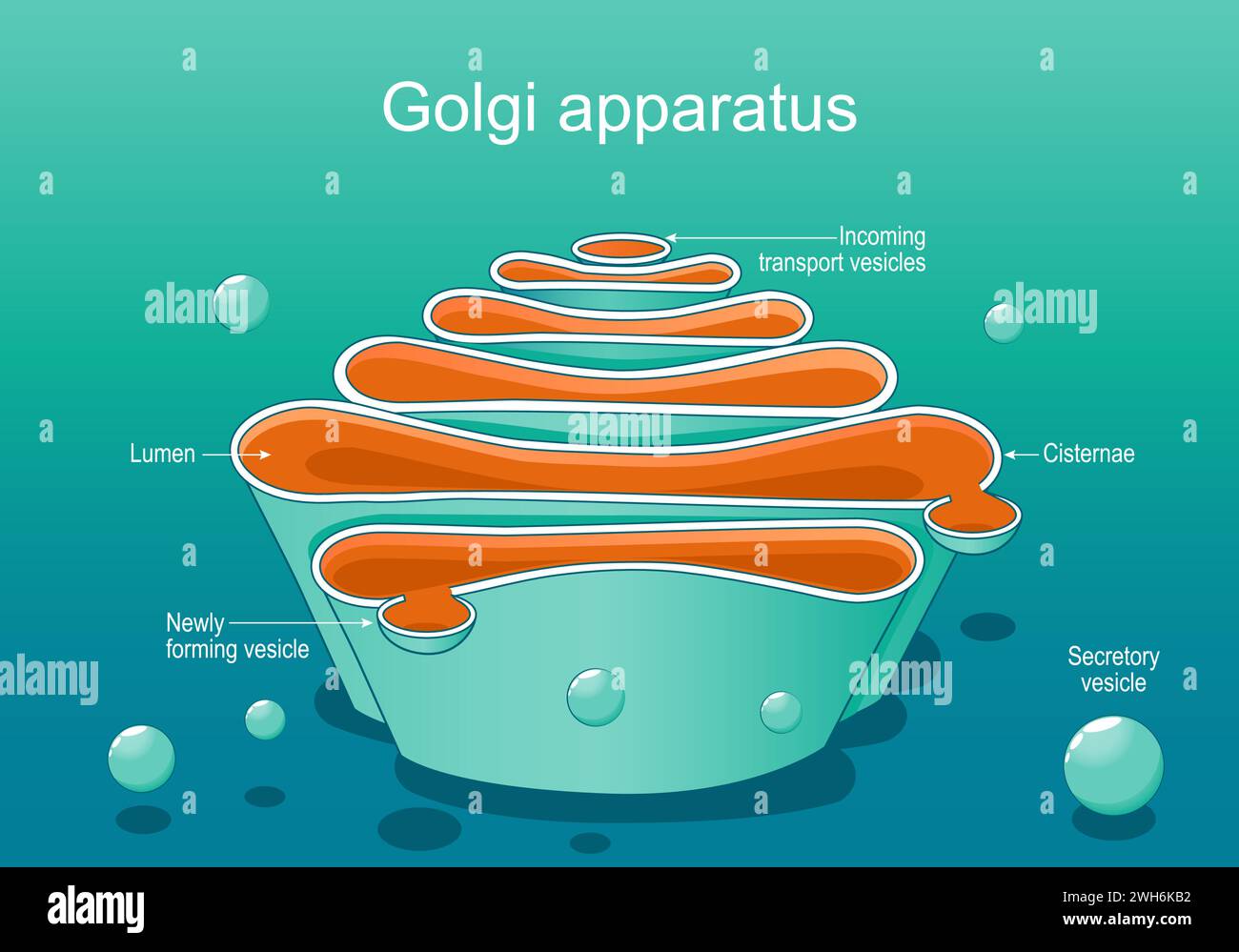 Structure of a Golgi complex. Close-up of Golgi apparatus anatomy. Cross section of cell organelle. isometric flat vector illustration Stock Vector