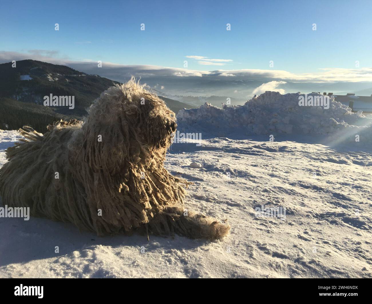 Komondor Hungarian shepherd lies Sunny day in the snow in the mountains Stock Photo