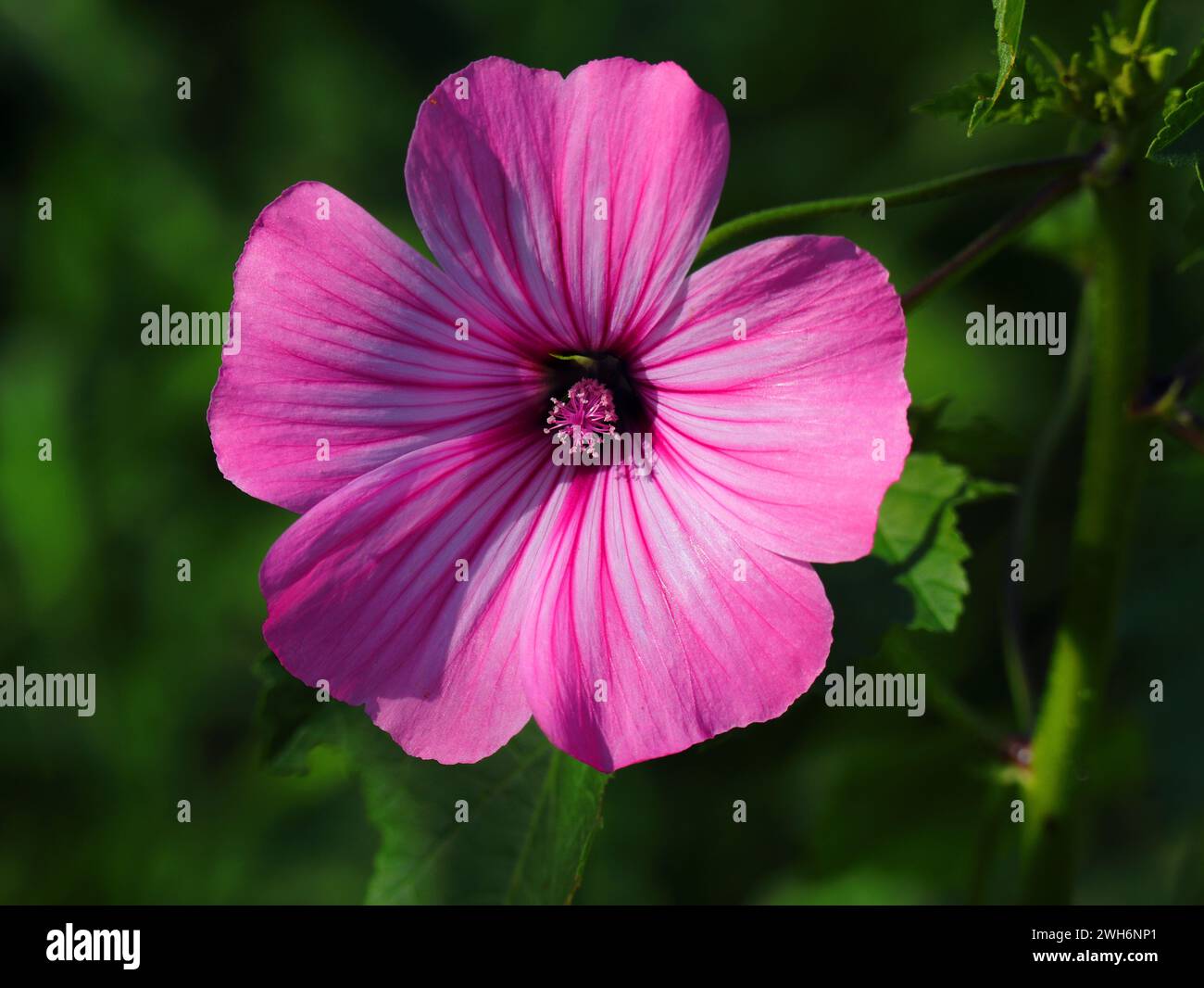 Spring, Portugal. Annual Mallow also known as Rose Mallow or Royal Mallow. Lavatera rosa in full bloom in natural surroundings. Malvaceae Family. Stock Photo