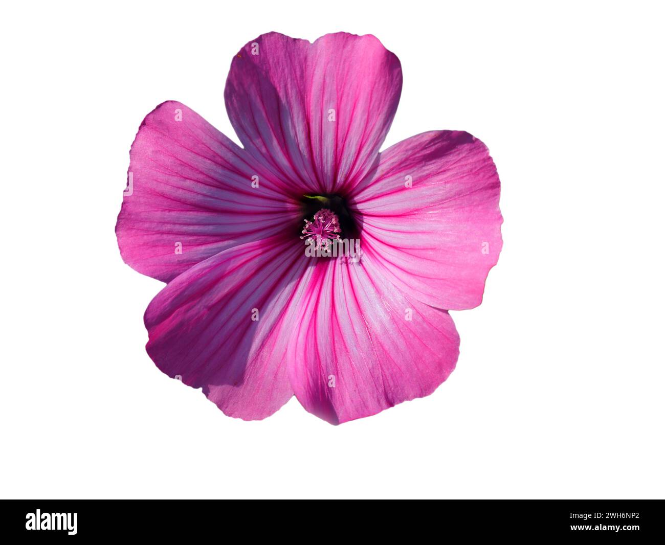 Spring, Portugal. Annual Mallow also known as Rose Mallow or Royal Mallow. Lavatera rosa in full bloom isolated on a white background Malvaceae Family Stock Photo
