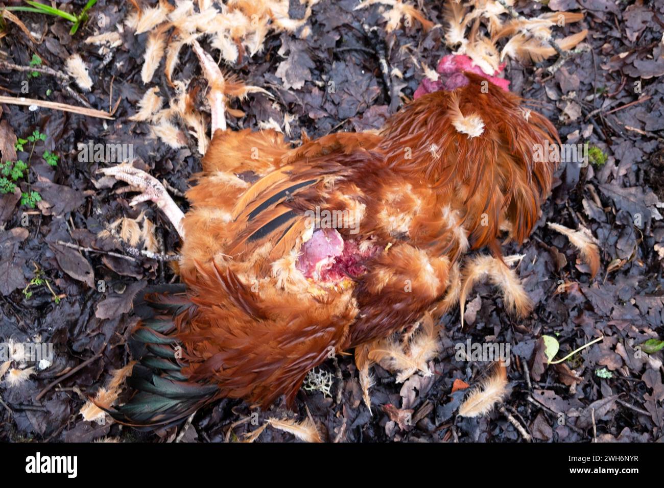 Rhode Island red cockerel rooster lying dead on ground killed by goshawk bird of prey on rural smallholding in winter Carmarthenshire West Wales UK Stock Photo